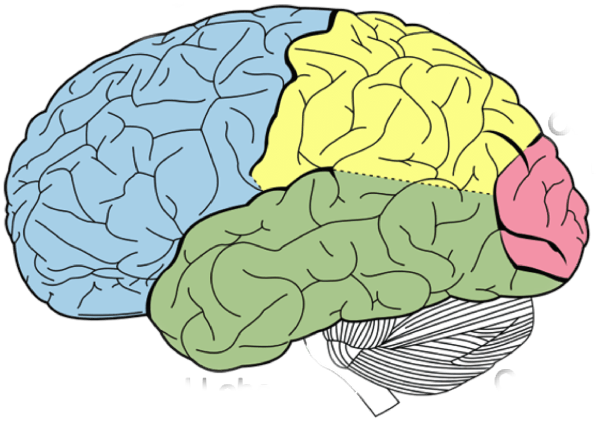 neurosciencecenterkanpur Logo